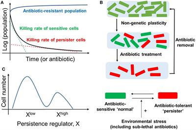 Phenotypic Plasticity, Bet-Hedging, and Androgen Independence in Prostate Cancer: Role of Non-Genetic Heterogeneity